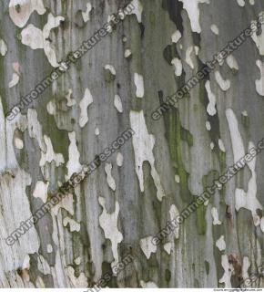 Tree Bark 0022
